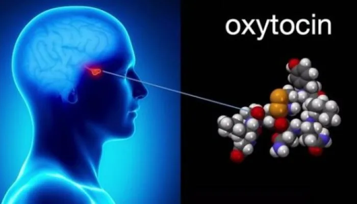 Fungsi hormon Oksitosin / hormon cinta